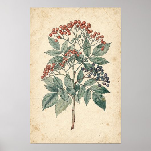 Botanische Studie eines Holunderzweigs Poster (Vorne)