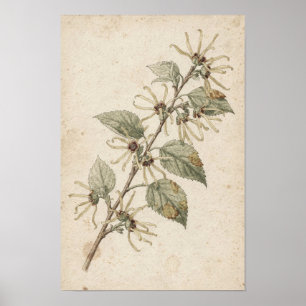 Botanische Studie eines Zweigs der Zaubernuss Poster
