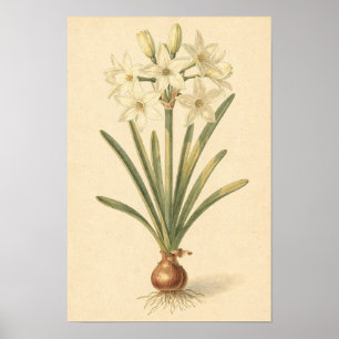 Botanische Studie Paperwhite-Narzisse   12 × 18 Po Poster