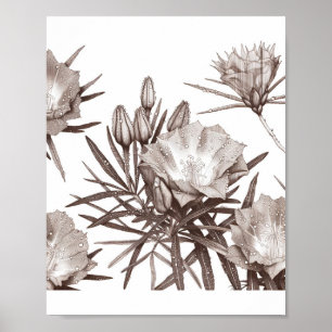 Botanische Studie - Wüstenwildblumen Poster