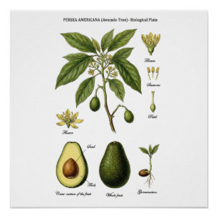 Botanische Tafel Avocado Persea Americana und Schn Poster