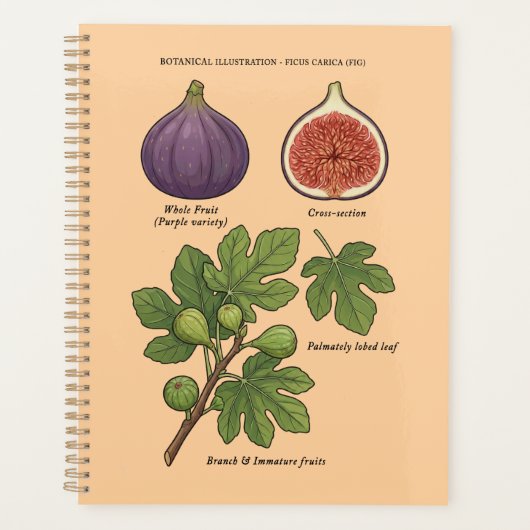 Botanische Tafel Feige Ficus Carica Planer (Vorderseite)