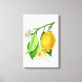Botanische Tafel: Zitrone "Limonier ferraris" Leinwanddruck (Vorderseite)