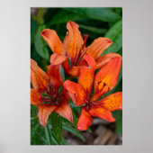 Botanische Taglilie, kanadische Fotografie Poster (Vorne)