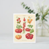 Botanische Tomatensammlung aus Saatkatalog Postkarte (Stehend Vorderseite)