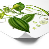 Botanische Vanilla Poster (Ecke)