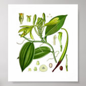 Botanische Vanilla Poster (Vorne)