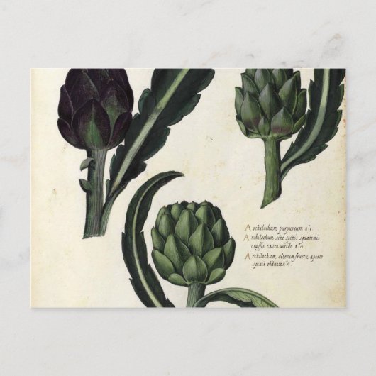 Botanische Vintage Artichoke Postkarte (Vorderseite)