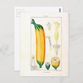 Botanische Vintage Bananenwerbung Postkarte (Vorne/Hinten)