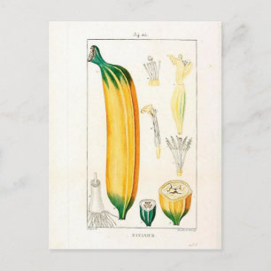 Botanische Vintage Bananenwerbung Postkarte