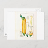 Botanische Vintage Bananenwerbung Postkarte (Vorne/Hinten)