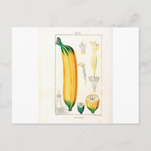 Botanische Vintage Bananenwerbung Postkarte (Vorderseite)