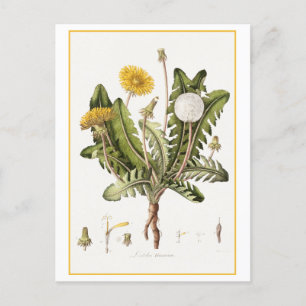 Botanische Vintage-Illustration des Löwenzahns Postkarte