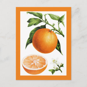 Botanische Vintage-Illustration von Orangenfrucht Postkarte