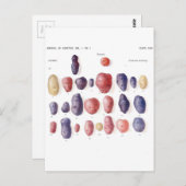 Botanische Vintage Kartoffel Postkarte (Vorne/Hinten)