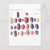 Botanische Vintage Kartoffel