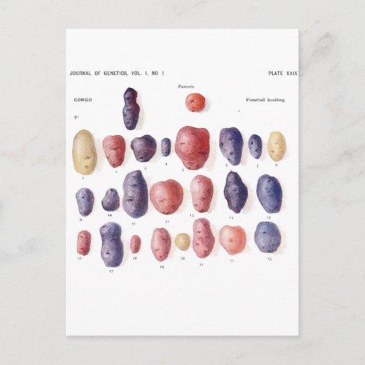 Botanische Vintage Kartoffel Postkarte (Vorderseite)