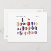 Botanische Vintage Kartoffel Postkarte (Vorne/Hinten)