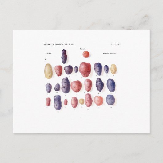 Botanische Vintage Kartoffel Postkarte (Vorderseite)