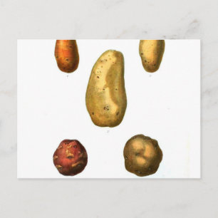 Botanische Vintage Kartoffel Postkarte