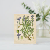 Botanische Vintage Lavendel Postkarte (Stehend Vorderseite)