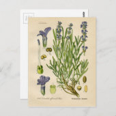 Botanische Vintage Lavendel Postkarte (Vorne/Hinten)