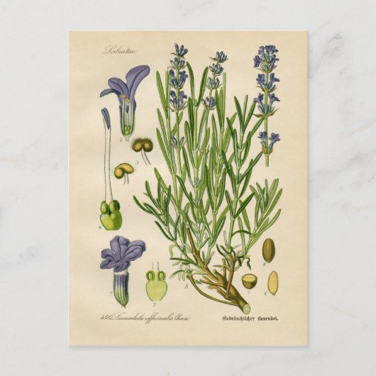 Botanische Vintage Lavendel Postkarte (Vorderseite)
