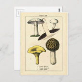 Botanische Vintage Pilzwerbung Postkarte (Vorne/Hinten)