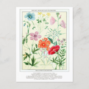 Botanische Vintage Rocky Mountains-Blume Postkarte