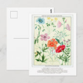 Botanische Vintage Rocky Mountains-Blume Postkarte (Vorne/Hinten)