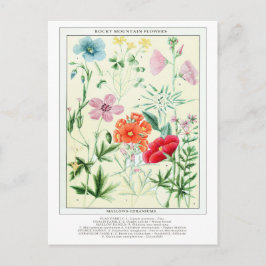 Botanische Vintage Rocky Mountains-Blume Postkarte