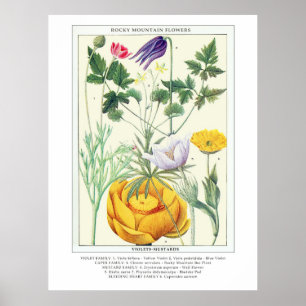 Botanische Vintage Rocky Mountains-Wildblumen Poster