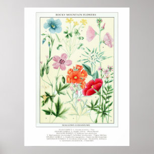 Botanische Vintage Rocky Mountains-Wildblumen Poster