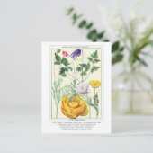 Botanische Vintage Rocky Mountains-Wildblumen Postkarte (Stehend Vorderseite)