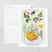 Botanische Vintage Rocky Mountains-Wildblumen Postkarte (Vorne/Hinten)