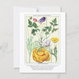 Botanische Vintage Rocky Mountains-Wildblumen Postkarte