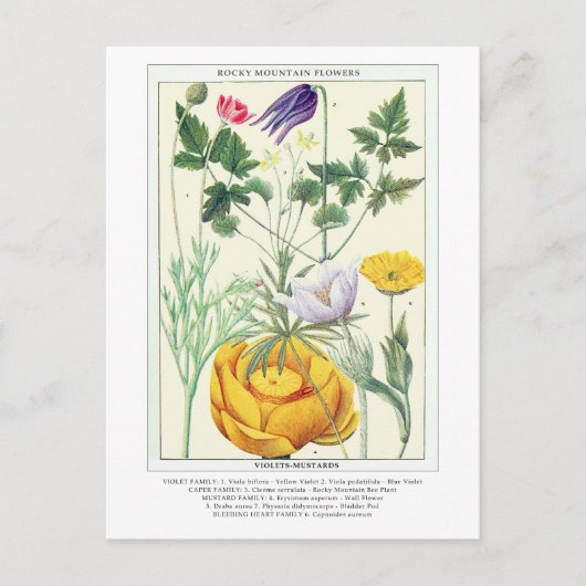Botanische Vintage Rocky Mountains-Wildblumen Postkarte (Vorderseite)