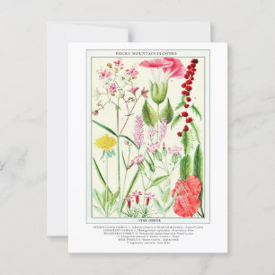 Botanische Vintage Rocky Mountains-Wildblumen Postkarte
