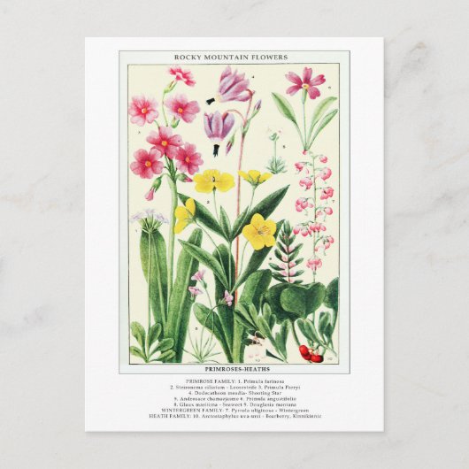 Botanische Vintage Rocky Mountains-Wildblumen Postkarte (Vorderseite)