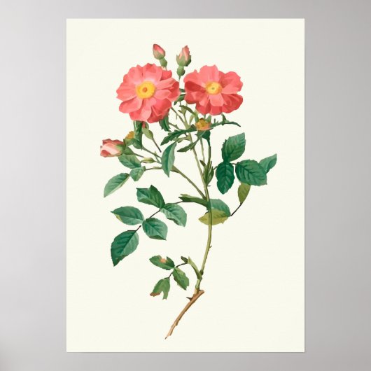 Botanische Vintage Rosa Rose Poster (Vorne)