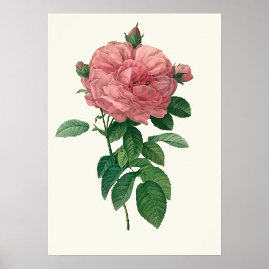 Botanische Vintage Rosa Rose Poster (Vorne)