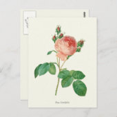 Botanische Vintage Rosa Rose Postkarte (Vorne/Hinten)