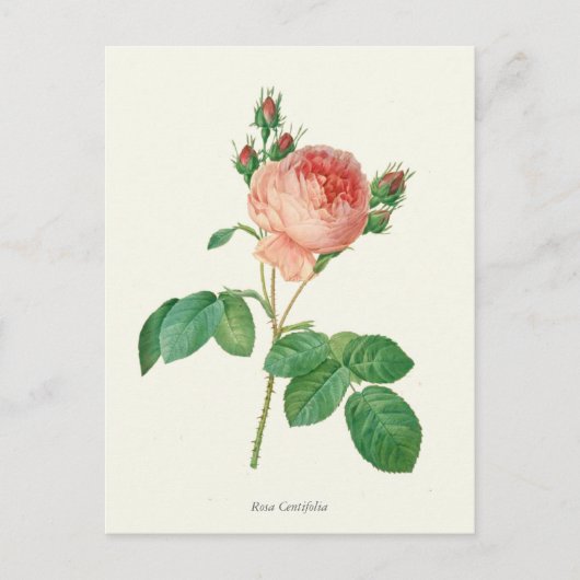 Botanische Vintage Rosa Rose Postkarte (Vorderseite)