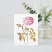 Botanische Vintage Rosa Rose Postkarte (Stehend Vorderseite)