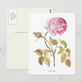 Botanische Vintage Rosa Rose Postkarte (Vorne/Hinten)