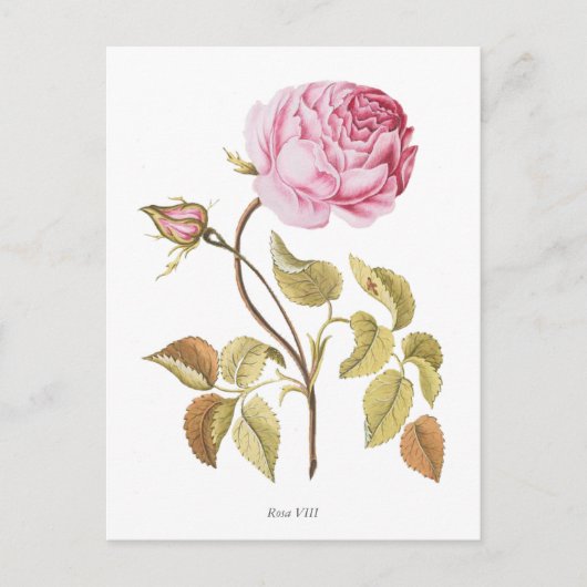 Botanische Vintage Rosa Rose Postkarte (Vorderseite)