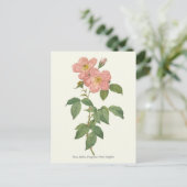 Botanische Vintage Rosa Rose Postkarte (Stehend Vorderseite)