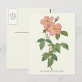Botanische Vintage Rosa Rose Postkarte (Vorne/Hinten)
