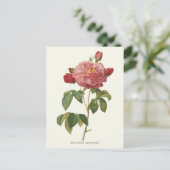 Botanische Vintage Rosa Rose Postkarte (Stehend Vorderseite)