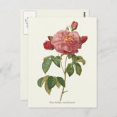 Botanische Vintage Rosa Rose Postkarte (Vorne/Hinten)